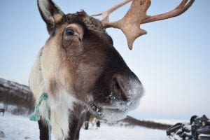 Reindeer sledding - Leon Fuchs 1